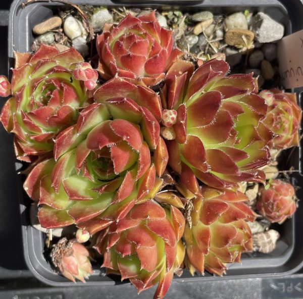 Sempervivum Sioux – Bild 3