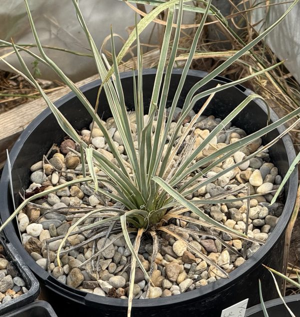 Yucca glauca