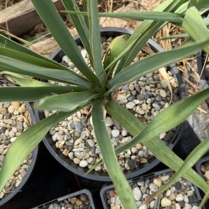 Yucca filamentosa (Fädige Palmlilie)3 L Rosencontainer