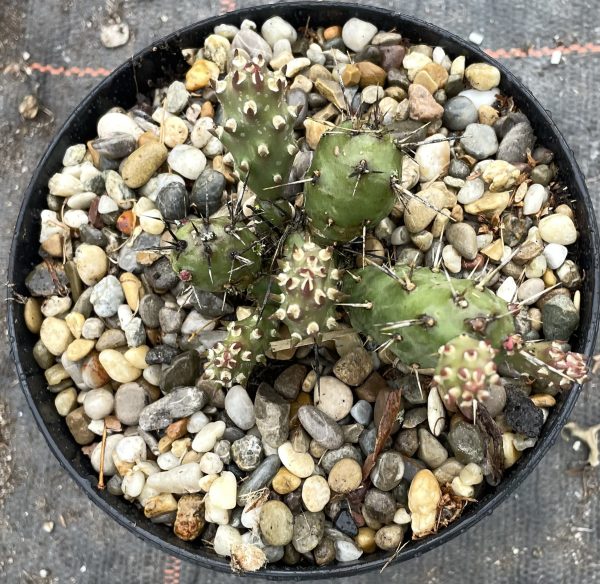 Opuntia fragilis „Föhr“