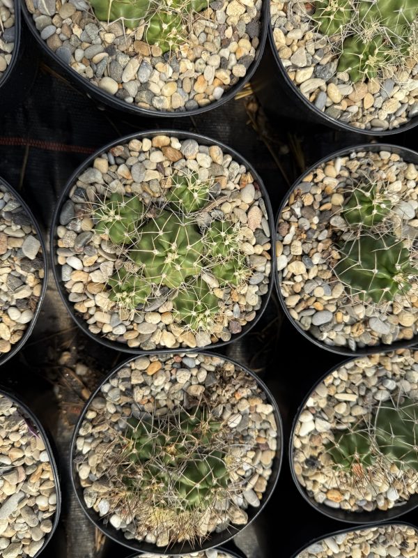 Echinocereus mojavensis verschiedene Blütenfarben 15 cm Container