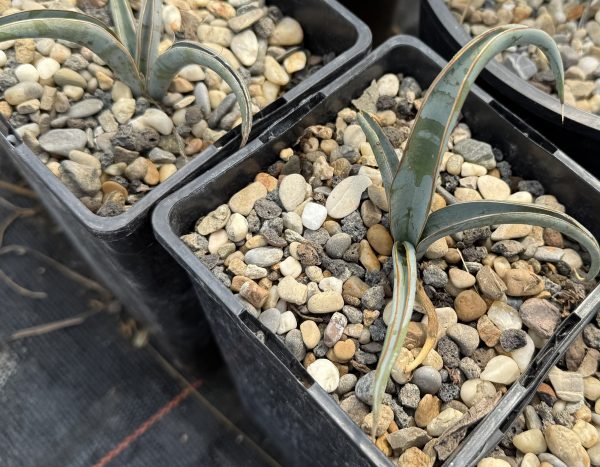 Bananenyucca (Yucca baccata) 2 L Rosentopf