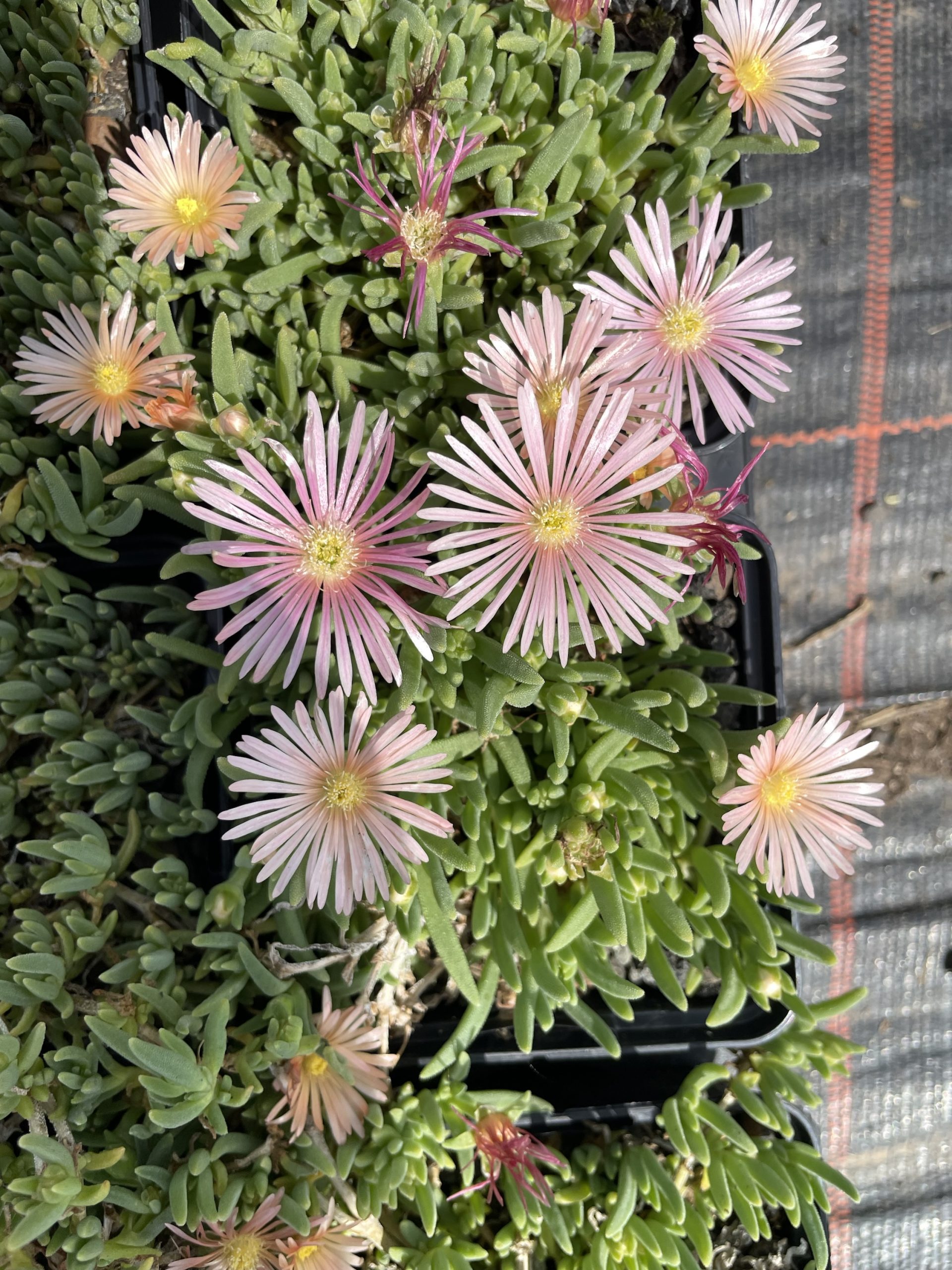 Herbstangebot Mischung Mittagsblumen 5er – Bild 2