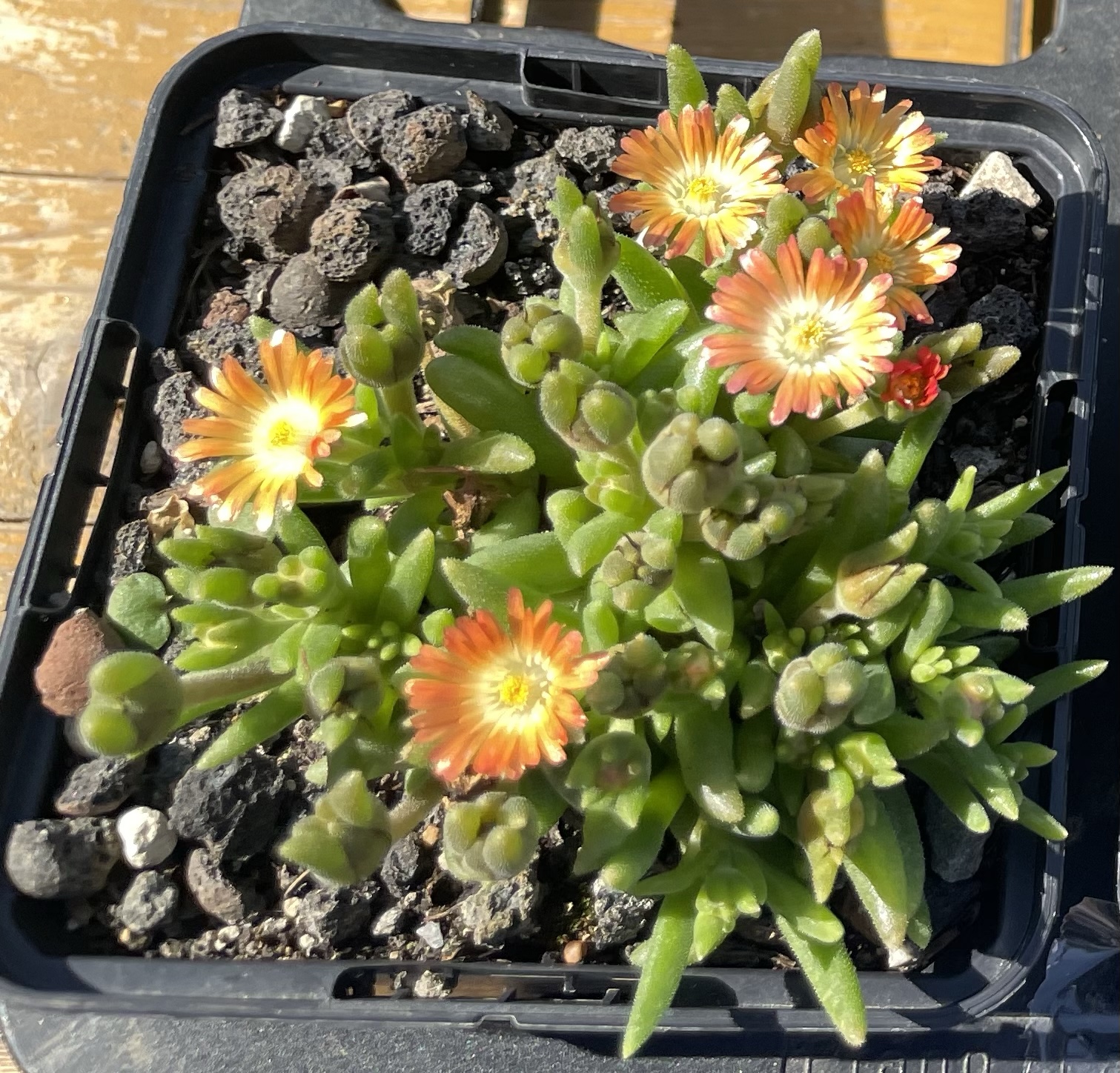 Herbstangebot Mischung Mittagsblumen 5er – Bild 3