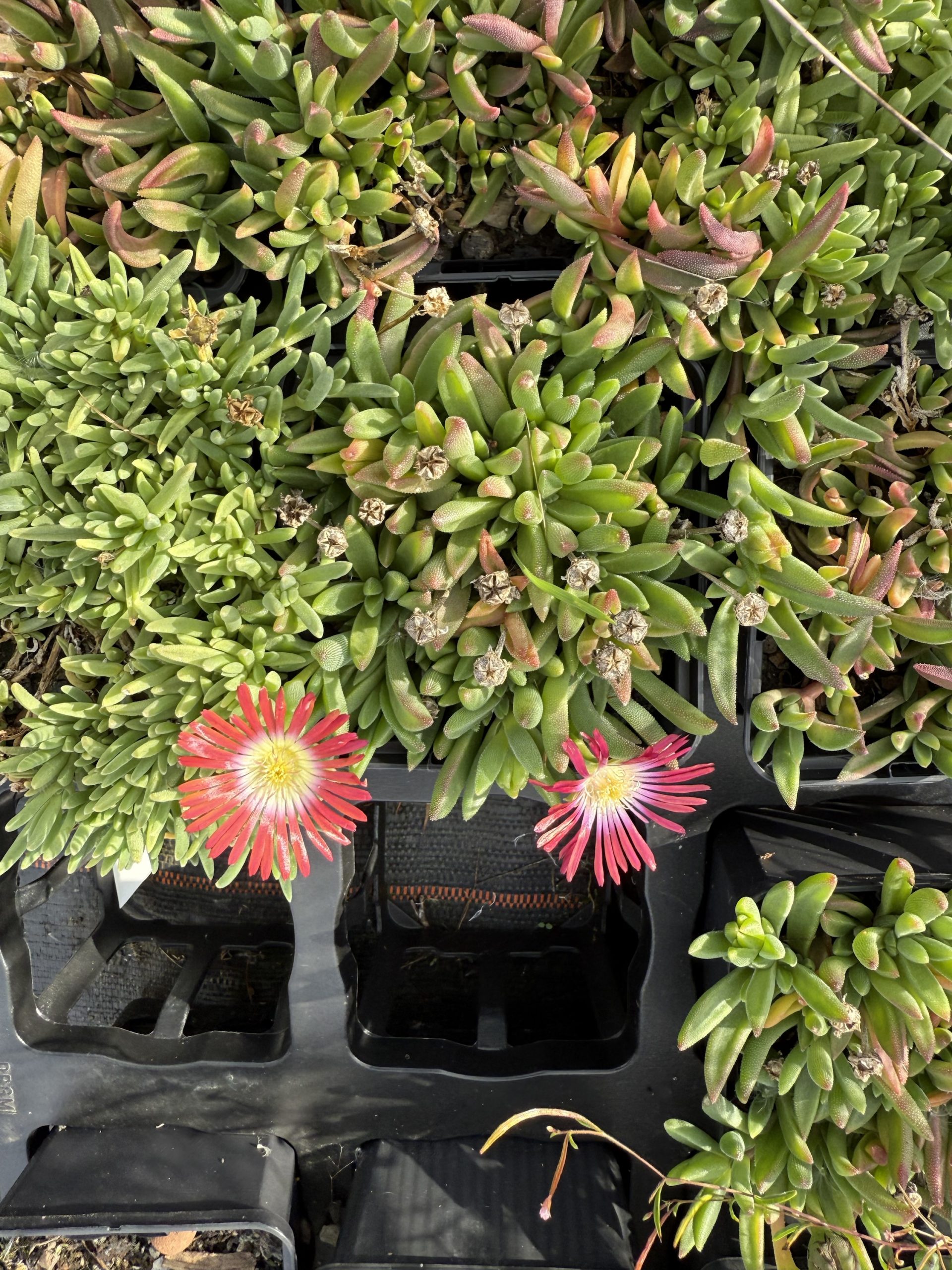 Herbstangebot Mischung Mittagsblumen 5er – Bild 4