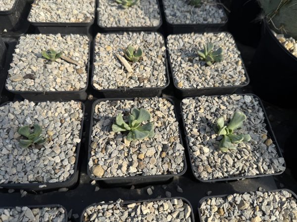 Alinopsis spathulata – Bild 2
