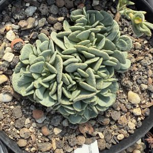 Alinopsis spathulata