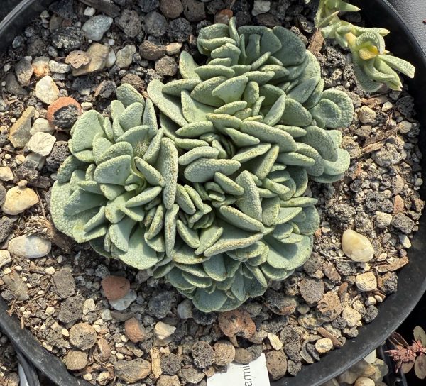 Alinopsis spathulata