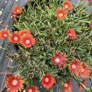 Herbstangebot Mischung Mittagsblumen 5er