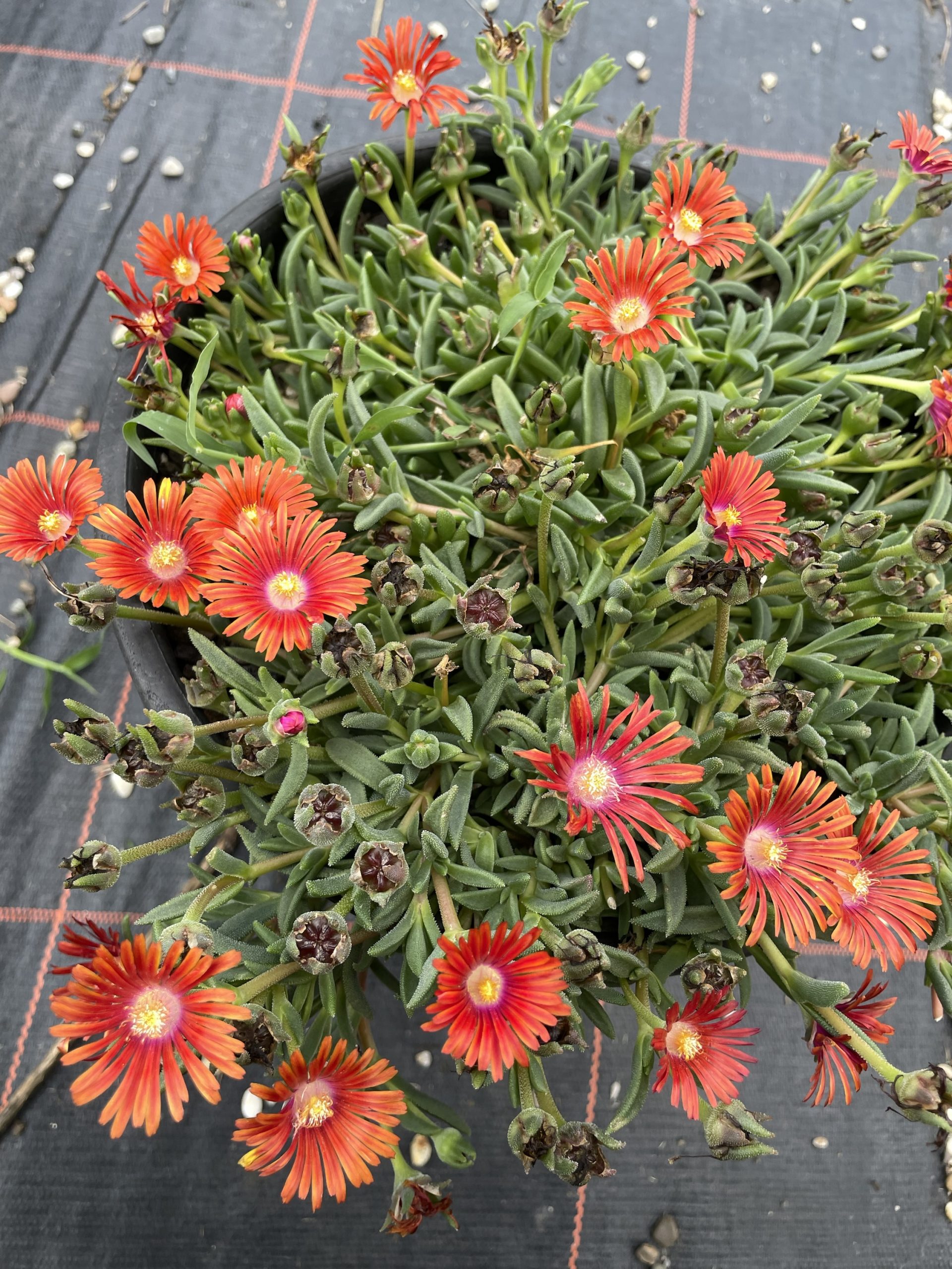 Herbstangebot Mischung Mittagsblumen 5er